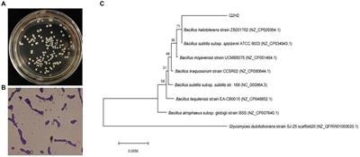 Whole-genome analysis revealed the growth-promoting and biological control mechanism of the endophytic bacterial strain Bacillus halotolerans Q2H2, with strong antagonistic activity in potato plants